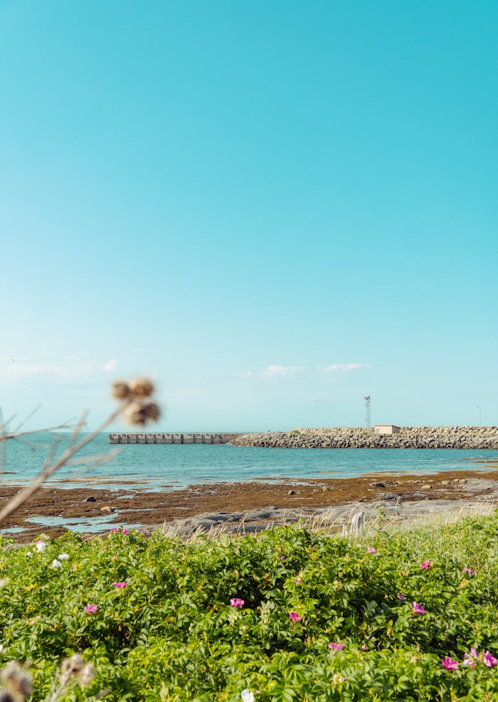 Tranquil beach scene with clear blue skies and vibrant green foreground.